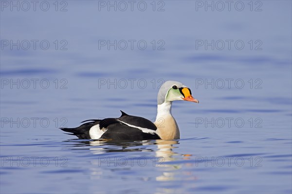 King eider