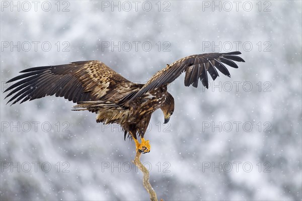 White-tailed Eagle