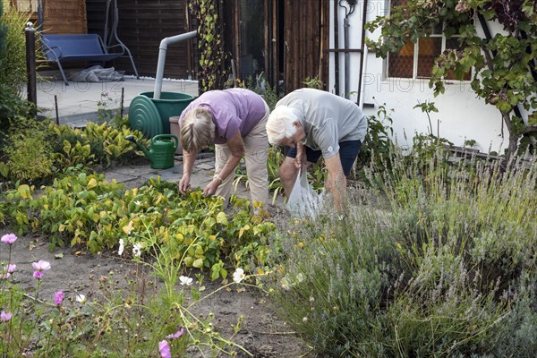 Retired couple in the allotment garden during the harvest
