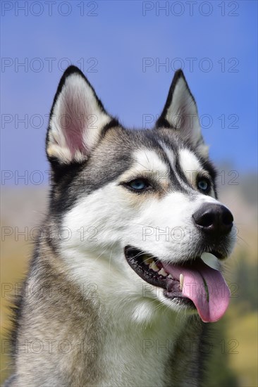 Portrait of a Siberian Husky