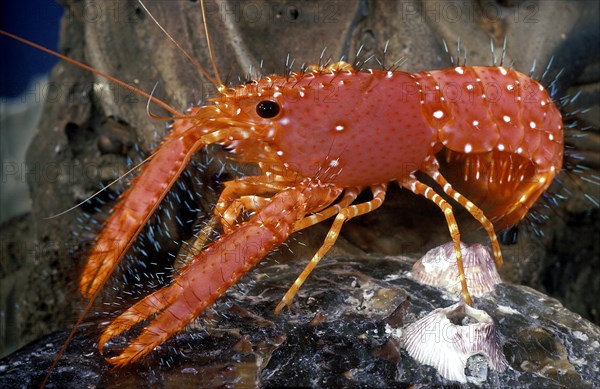 Scarlet Reef Lobster