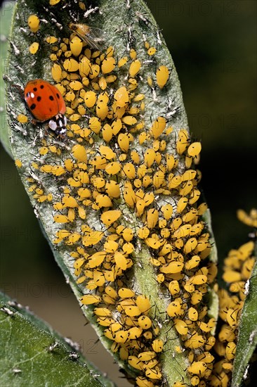 Yellow Aphids on Milkweed Leaf