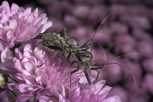 Mating Wheel Bugs