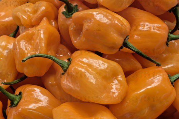 Habanero Chile Peppers