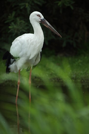 Maguari stork