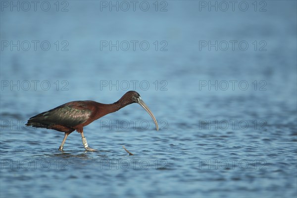 Glossy ibis