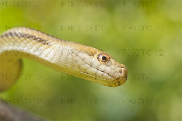 Yellow rat snake