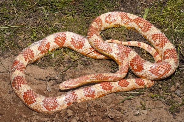 Female corn snake