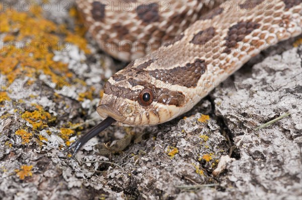 Western hognose