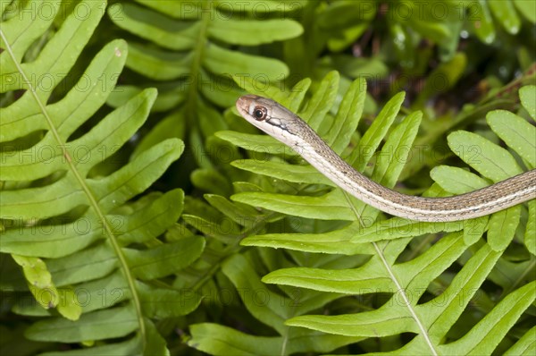 Peninsula ribbon snake