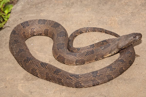 Brown water snake