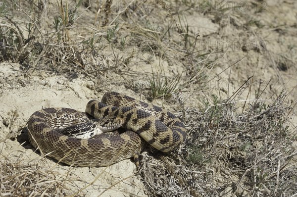 Bull snake