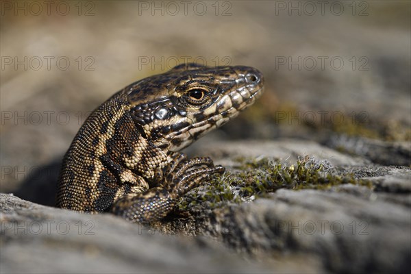 Common wall lizard