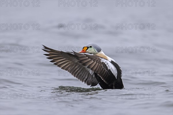 King eider