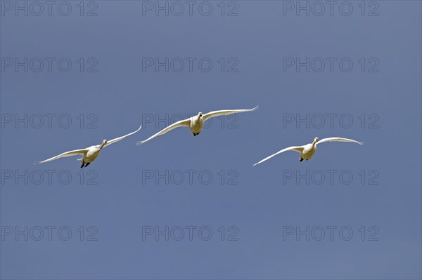 Three tundra swans