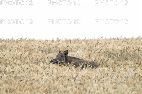 Solitary wild boar