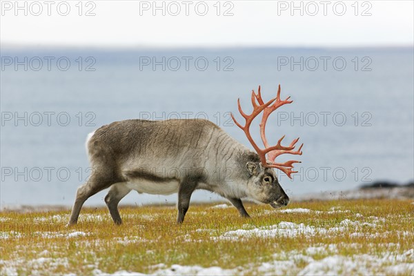 Svalbard reindeer