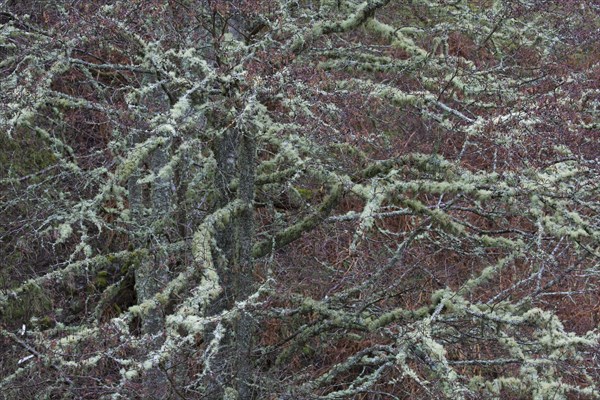 Silver birch