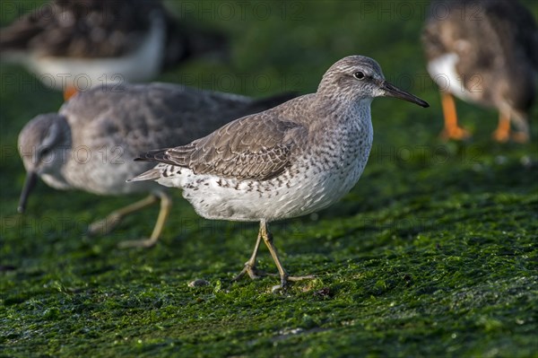 Red knots