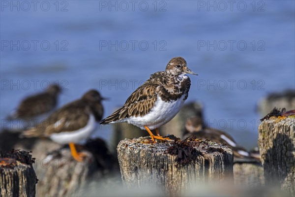 Ruddy turnstone