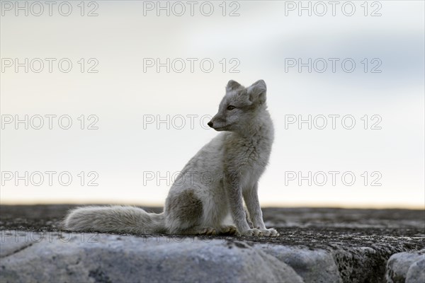 Arctic fox