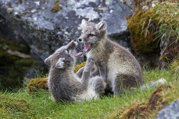 Arctic fox