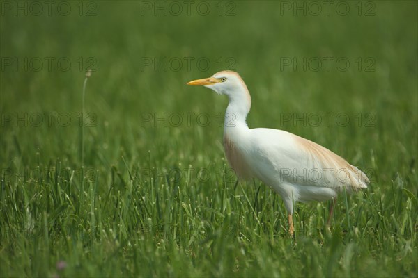 Cattle Egret