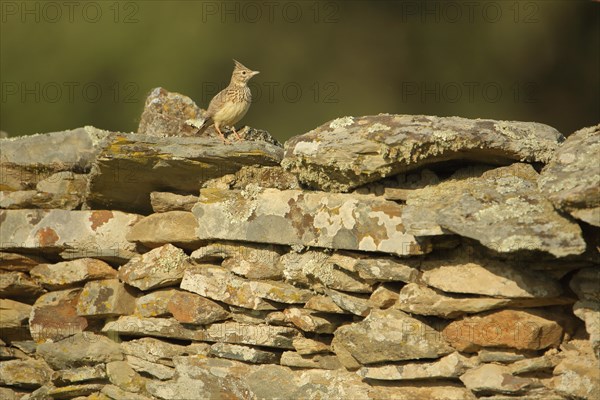 Eurasian skylark