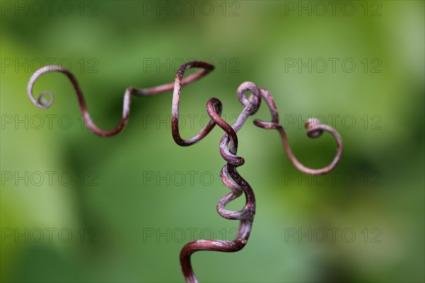 Spiral vine