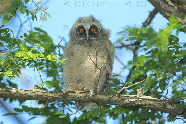 Juvenile Long-eared Owl