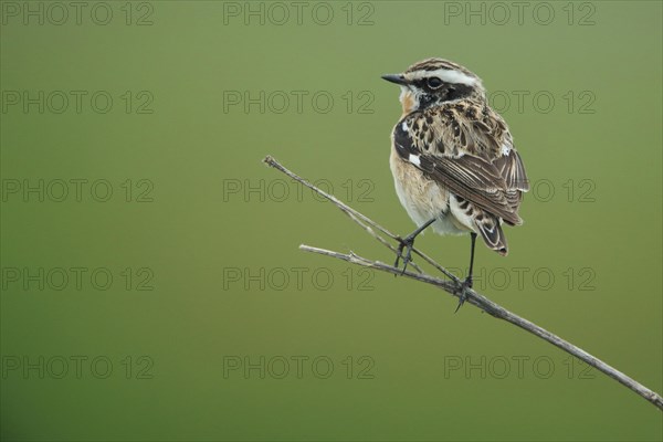 Whinchat