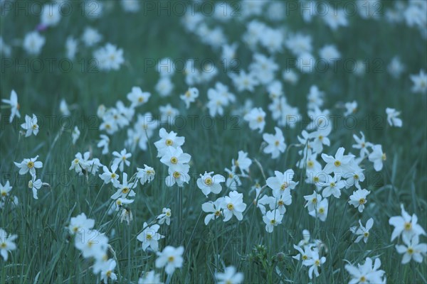 Flower meadow with poet's daffodil