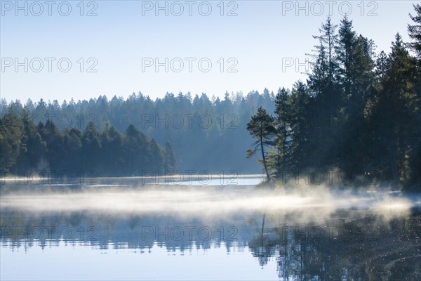 Pines and spruces line the shore of the mirror-smooth Etang de la Gruere moorland lake covered in mist in the canton of Jura