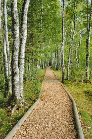 Forest path in the birch forest near Les Ponts-de-Martel in the canton of Neuchatel