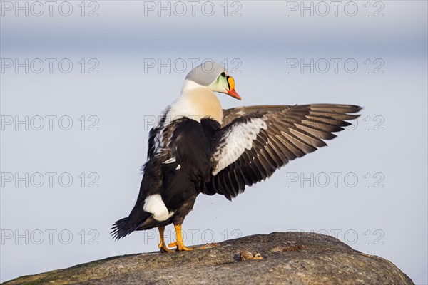 King eider