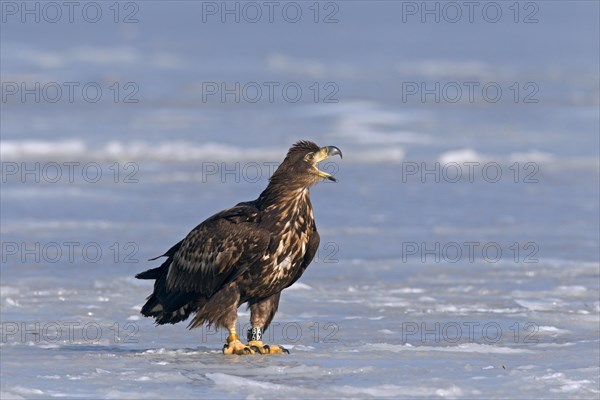 Ringed White-tailed sea eagle