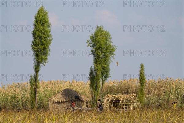 Hut with young people in front of reed belt