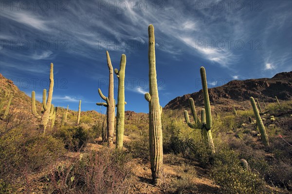 Saguaro Cactus