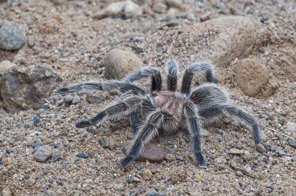 Rose-haired tarantula