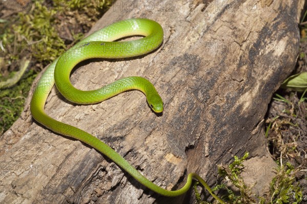 Smooth green snake