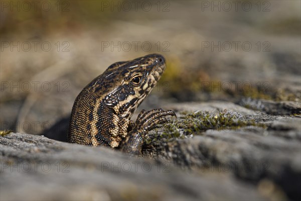 Common wall lizard