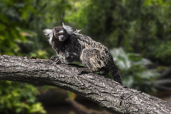 Common marmoset