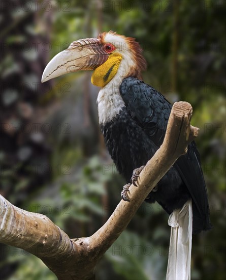 Wreathed hornbill