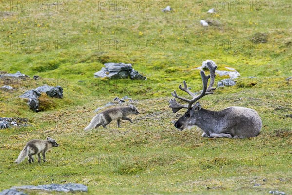 Two curious young Arctic foxes