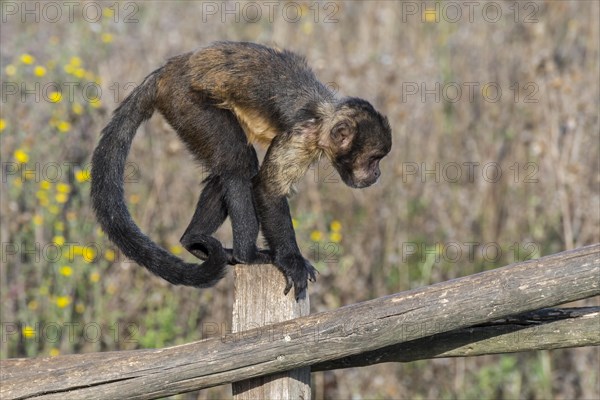 Golden-bellied capuchin