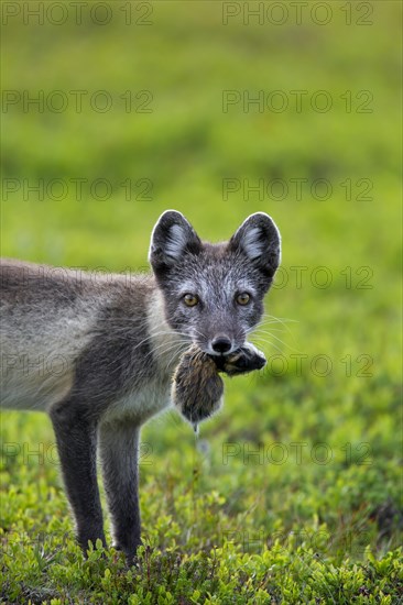 Arctic fox