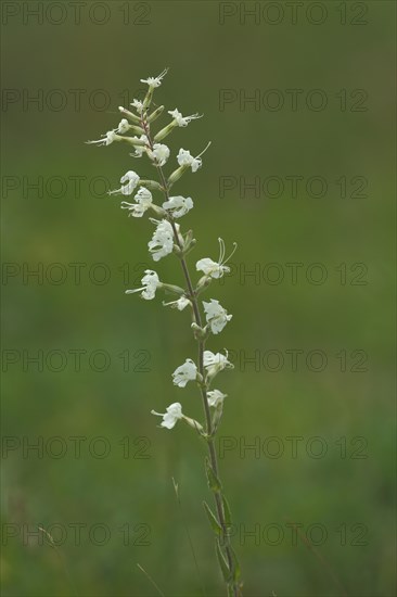 Sticky campion