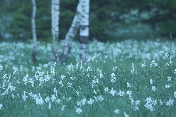 Flower meadow with poet's daffodil