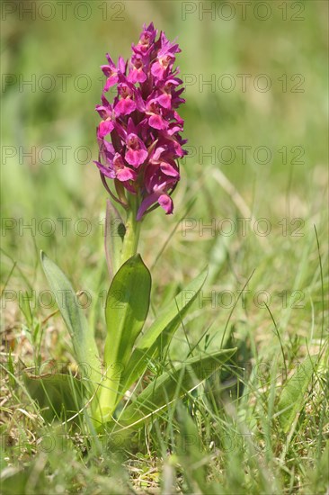 Greater early purple orchid