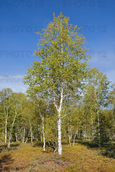 Large birch trees in early autumn with sunshine and blue sky